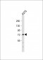 SRPK1 Antibody (C-term)