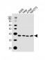 DKK1 Antibody