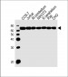 ACHE Antibody (C-term)