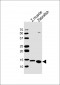 (DANRE) fabp10a Antibody (N-term)