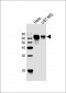 GPR56 Antibody