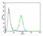 PSMB9 Antibody (C-term)