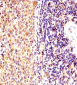 (Mouse) Dpf2 Antibody (N-term)