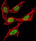 (Mouse) Sox17 Antibody (C-term)