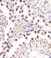 (Mouse) Sox17 Antibody (C-term)