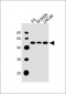 (Mouse) Sox17 Antibody (C-term)