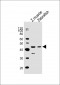(DANRE) opn1mw2 Antibody (Center)