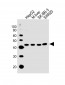 ACAT1 Antibody (C-term)