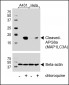 Cleaved LC3A Antibody