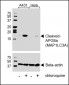 Cleaved LC3A Antibody