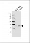 RPS15 Antibody (N-term)