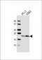 VAMP4 Antibody (Center)