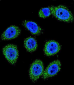 MBL2 Antibody (C-term)