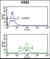 SNRPC Antibody (C-term)