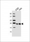 SNRPC Antibody (C-term)