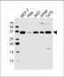 EBAG9 Antibody (Center)