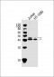 CECR5 Antibody (Center)