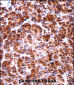 USO1 Antibody (C-term)