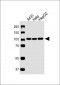 USO1 Antibody (C-term)