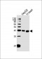 PECI Antibody (C-term)