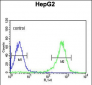 PYCR1 Antibody (C-term)