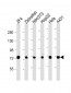 (DANRE) hspa8 Antibody  (C-term)