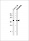 Zebrafish eng2b Antibody (N-term)
