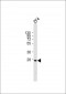 Zebrafish msxc Antibody (Center)