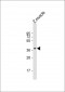 Zebrafish rx2 Antibody (N-term)