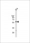 Zebrafish ric8b Antibody (C-term)