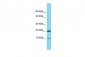 COPZ1 Antibody - C-terminal region