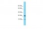 COPZ1 Antibody - C-terminal region