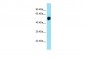 LMAN1L Antibody - middle region