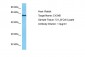 CYBB Antibody - C-terminal region