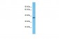 OR2A42 Antibody - C-terminal region