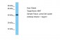 MAF Antibody - C-terminal region