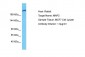 MAP2 Antibody - N-terminal region