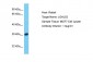 LGALS3 Antibody - N-terminal region