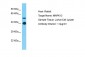 MAPK12 Antibody - C-terminal region