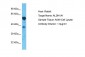 ALDH1A1 Antibody - C-terminal region