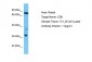 CD6 Antibody - C-terminal region