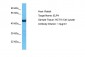 ELP4 Antibody - C-terminal region
