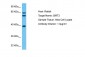 SIR3 Antibody - N-terminal region
