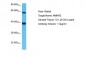 AMHR2 Antibody - N-terminal region