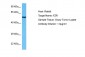 FZR Antibody - N-terminal region