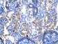 SERPINA1 antibody - C-terminal region