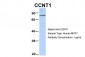CCNT1 antibody - N-terminal region