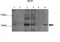 AKT1 antibody - N-terminal region