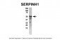 SERPINH1 antibody - C-terminal region