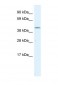 SERPINH1 antibody - C-terminal region